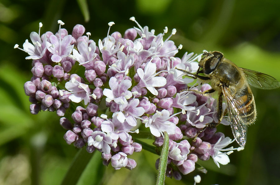 Valeriana montana / Valeriana montana